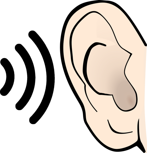 Ear

